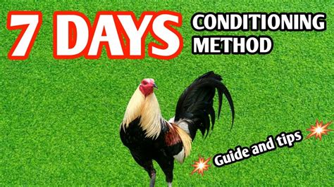 conditioning ng manok panabong|7days conditioning ng manok subrang lakas .